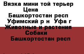 Вязка мини той терьер  › Цена ­ 1 500 - Башкортостан респ., Уфимский р-н, Уфа г. Животные и растения » Собаки   . Башкортостан респ.